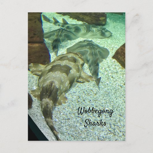 Wobbegong Sharks Postkarte (Vorderseite)