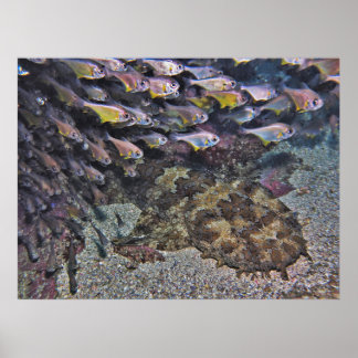 Wobbegong und Sweepers Poster