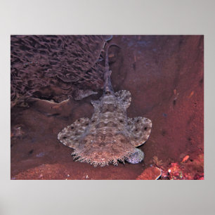Wobbegong von Raja Ampat Poster
