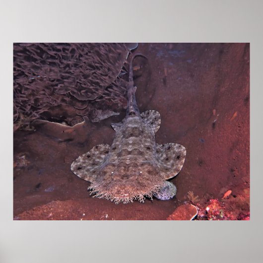 Wobbegong von Raja Ampat Poster (Vorne)