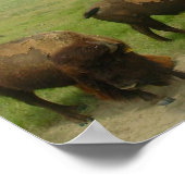 Wobei das Buffalo Roam-02 Poster (Ecke)