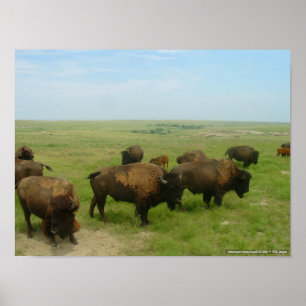Wobei das Buffalo Roam-02 Poster