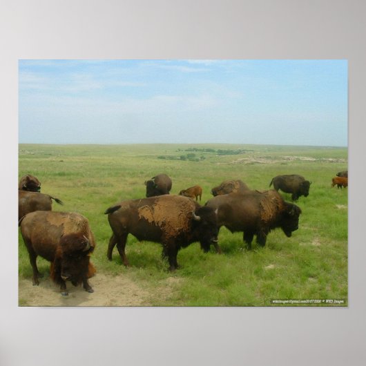 Wobei das Buffalo Roam-02 Poster (Vorne)