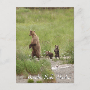 Wohin gehen wir, Mom, Brooks Falls Alaska Postkarte