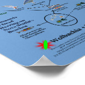 Wohin Wolbachia die Lebensmittelkette von RoseWrit Poster (Ecke)