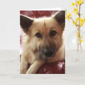 Wohlfühl-Doggie Karte (Gelbe Blume)