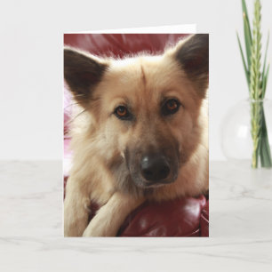 Wohlfühl-Doggie Karte