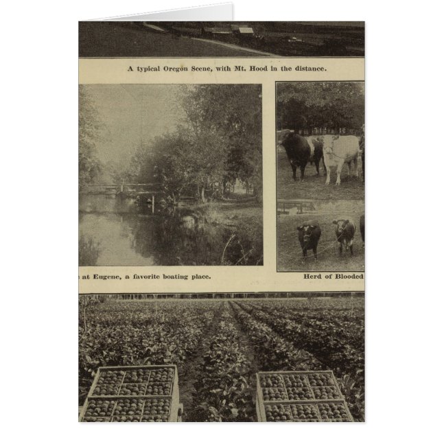 Wohlstand, viel in Oregon (Vorne)