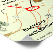 Wolbachia-infizierte Moskitos - Risiken durch Rose Poster (Ecke)