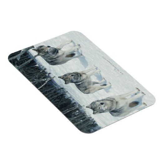 Wölbchen Magnet (Rechte Seite)