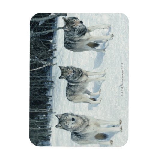 Wölbchen Magnet (Vertikal)