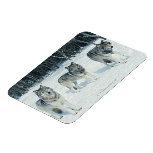 Wölbchen Magnet (Linke Seite)