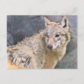Wolf ポストカード postkarte (Vorderseite)
