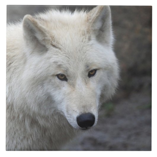 Wolf 001 fliese (Vorderseite)