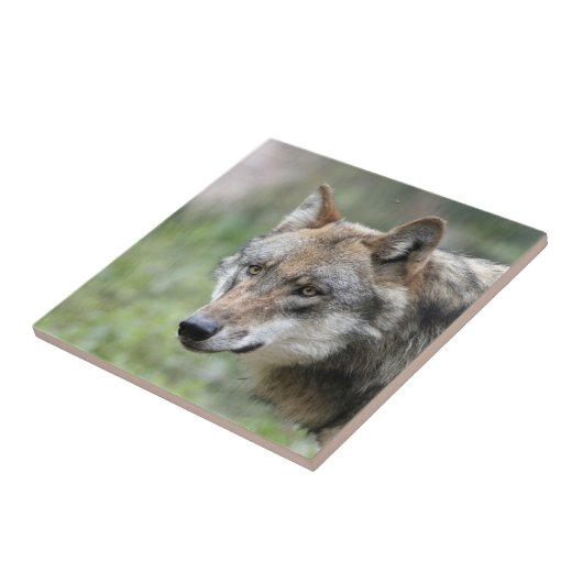 Wolf 001 fliese (Seite)