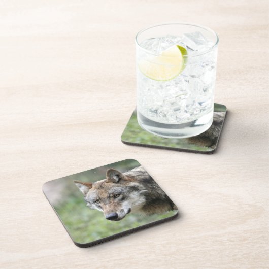 Wolf 001 getränkeuntersetzer (Rechte Seite)