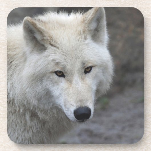 Wolf 001 getränkeuntersetzer (Vorderseite)