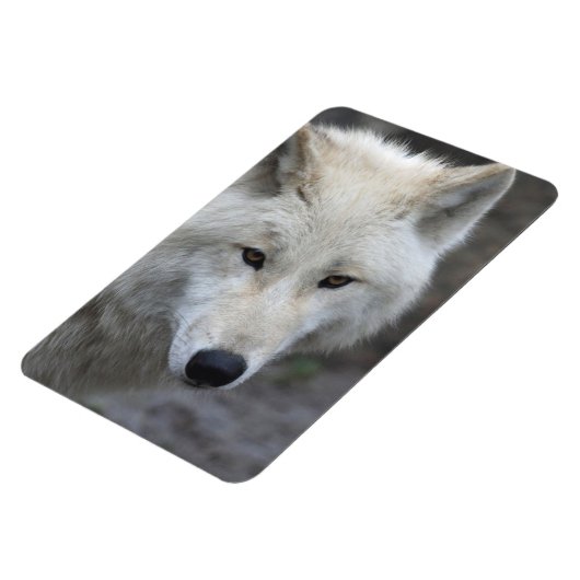 Wolf 001 magnet (Linke Seite)