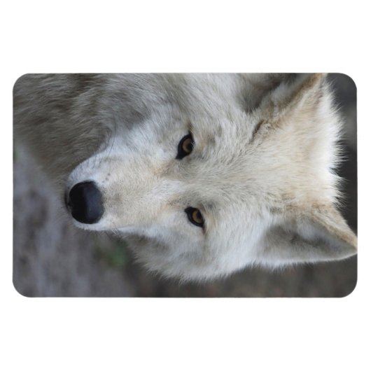 Wolf 001 magnet (Horizontal)