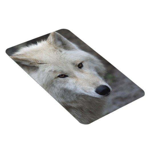 Wolf 001 magnet (Rechte Seite)