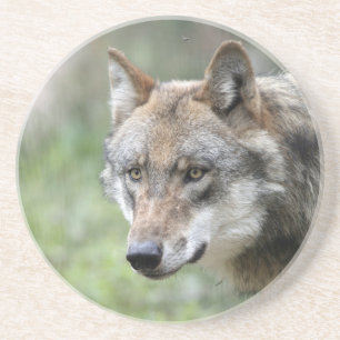 Wolf 001 sandstein untersetzer