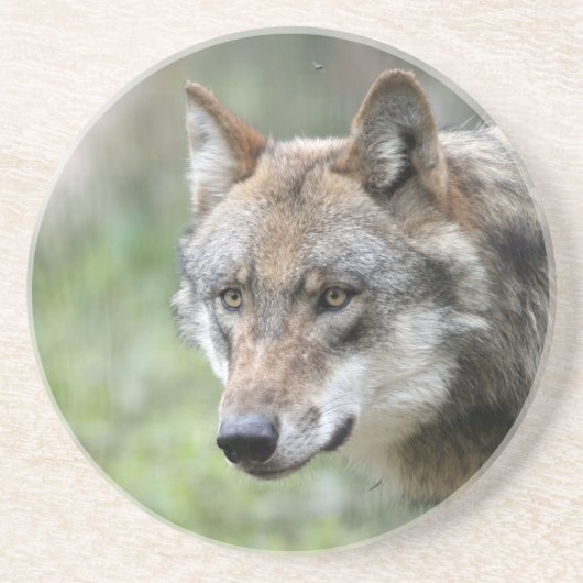 Wolf 001 sandstein untersetzer (Vorne)