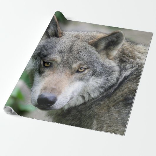 Wolf_011 Geschenkpapier (Ungerollt)
