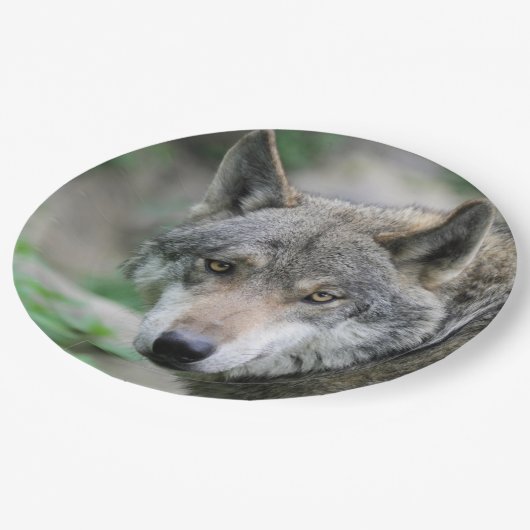 Wolf_011 Pappteller (Schrägansicht)