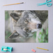 Wolf_011 Seidenpapier (Basteln)