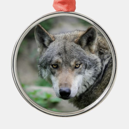 Wolf_011 Silbernes Ornament (Vorne)