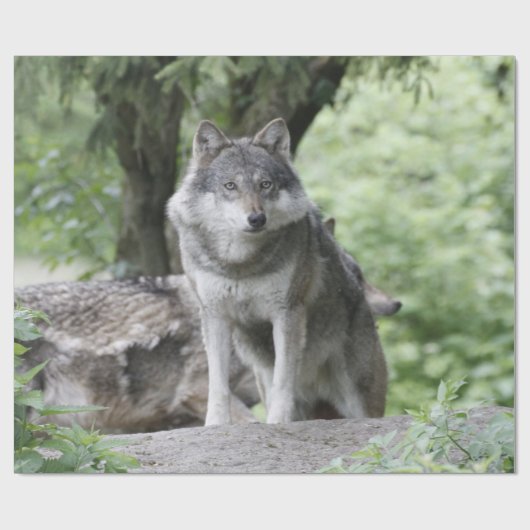 Wolf 14AJ Geschenkpapier (Flach)