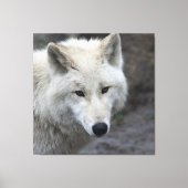 Wolf_15 Leinwanddruck (Vorderseite)