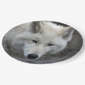 Wolf_15 Pappteller (Schrägansicht)