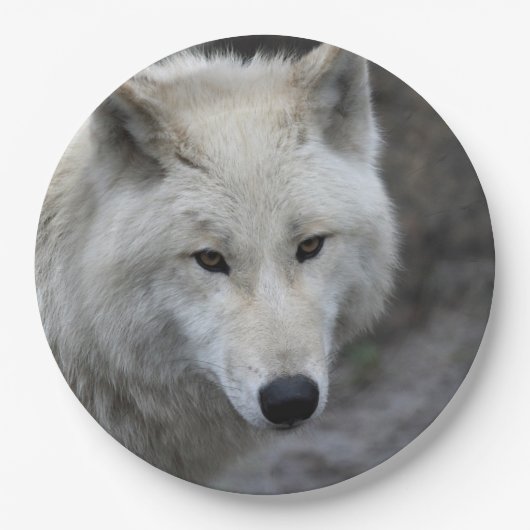 Wolf_15 Pappteller (Vorderseite)
