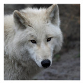 Wolf_15 Poster (Vorderseite)