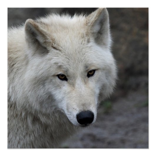 Wolf_15 Poster (Vorderseite)