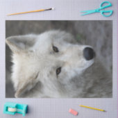 Wolf_15 Seidenpapier (Basteln)