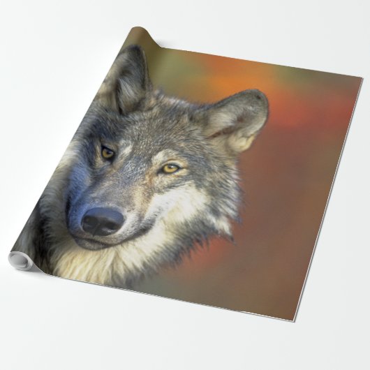 Wolf_2015_0301 Geschenkpapier (Ungerollt)