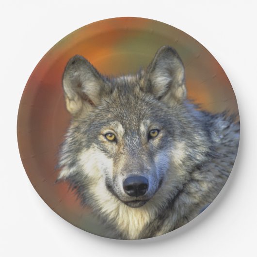 Wolf_2015_0302 Pappteller (Vorderseite)