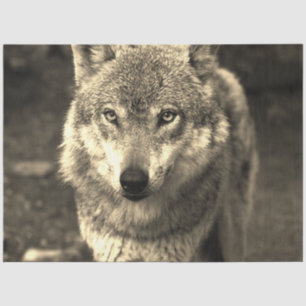 Wolf 215 seidenpapier