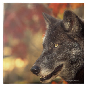 Wolf 2 fliese