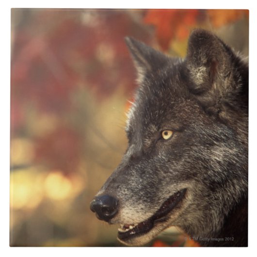 Wolf 2 fliese (Vorderseite)