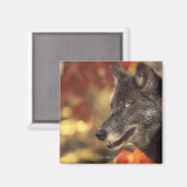 Wolf 2 magnet (Vorderseite/Rückseite)