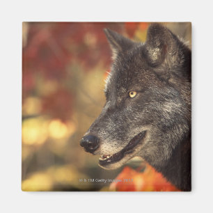 Wolf 2 magnet