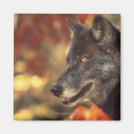 Wolf 2 magnet (Vorne)