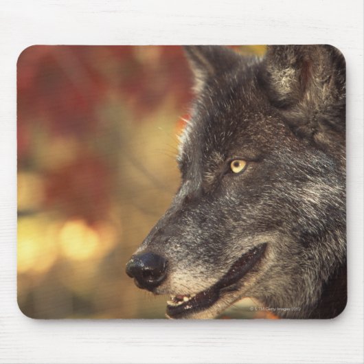 Wolf 2 mousepad (Vorne)