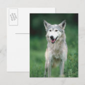 Wolf 2 postkarte (Vorne/Hinten)