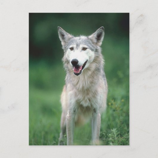 Wolf 2 postkarte (Vorderseite)