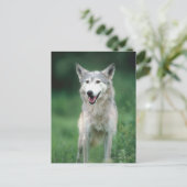 Wolf 2 postkarte (Stehend Vorderseite)