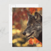 Wolf 2 postkarte (Vorne/Hinten)